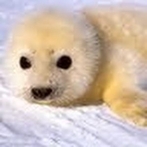 Meet your Posher, Clare